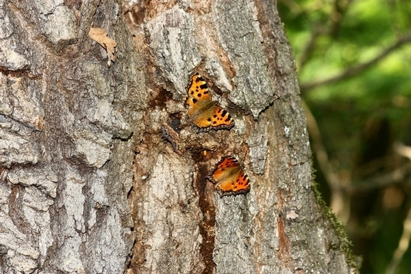 AMBIENTAZIONE FARFALLE PARCO DEL TICINO